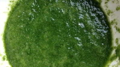 базиликовый курд