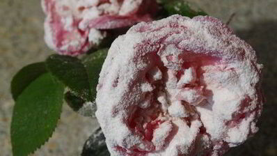 торт-суфле цветочное облако