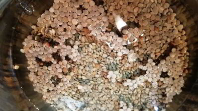 чечевица с лисичками и жареным адыгейским сыром