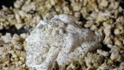 грибы фаршированные