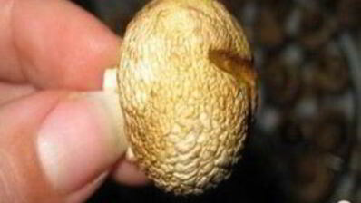 грибы обалденные