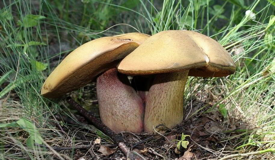 Рецепт тушеных дубовиков