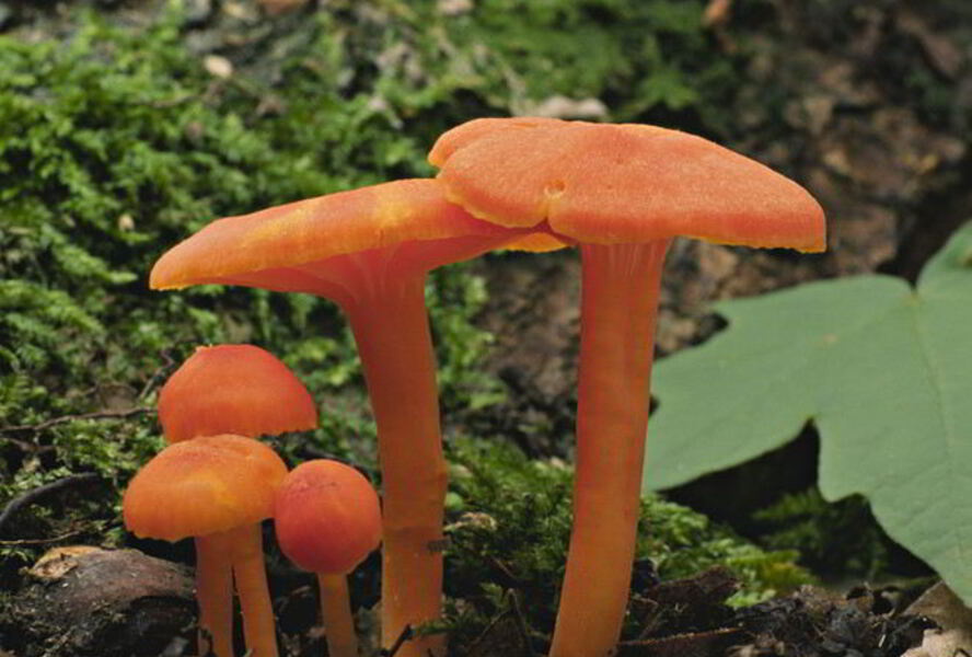 Жаренные грибы гигрофоры