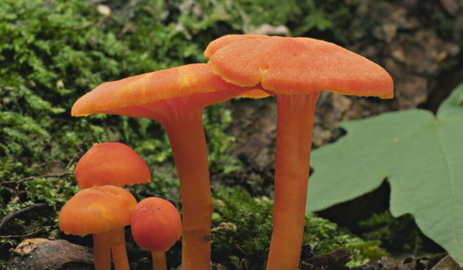 Рецепт жаренных грибов гигрофоры