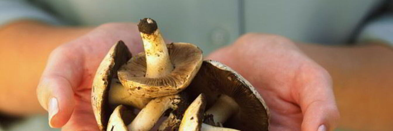 Жаренные грибы козлята