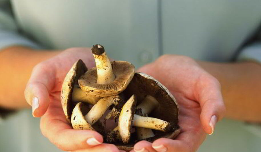 Рецепт жаренных грибов козлята