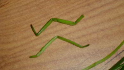 картофельное пюре паучки