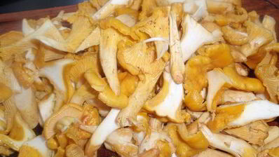 лазанья с лисичками и сельдереем