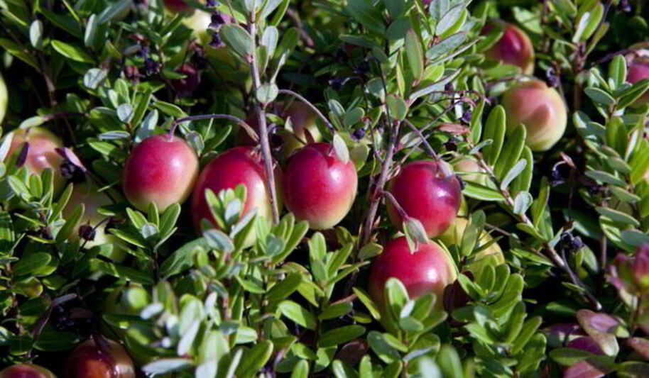 Рецепт брусники в духовке