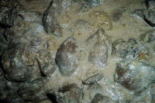 Говяжья печень в сметане