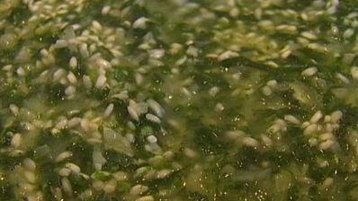 ризотто с крапивой