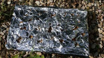 форель горячего копчения