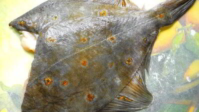 камбала с жареными огурцами по-французски