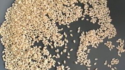 домашние тефтели в томатном соусе с зеленым булгуром