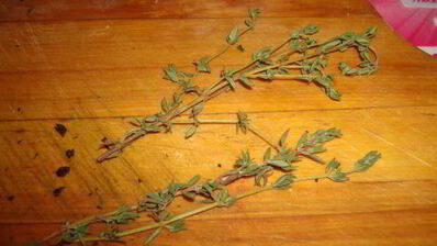 итальянские тефтели в томатном соусе