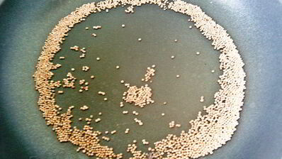 тефтели в горчичном соусе