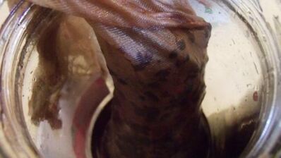 ежевичный сироп для дамских алькогольных напитков