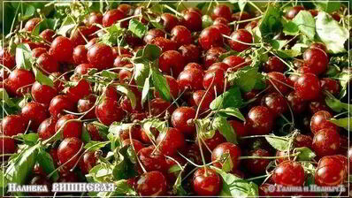 вишневая наливка