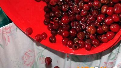 вино из войлочной вишни