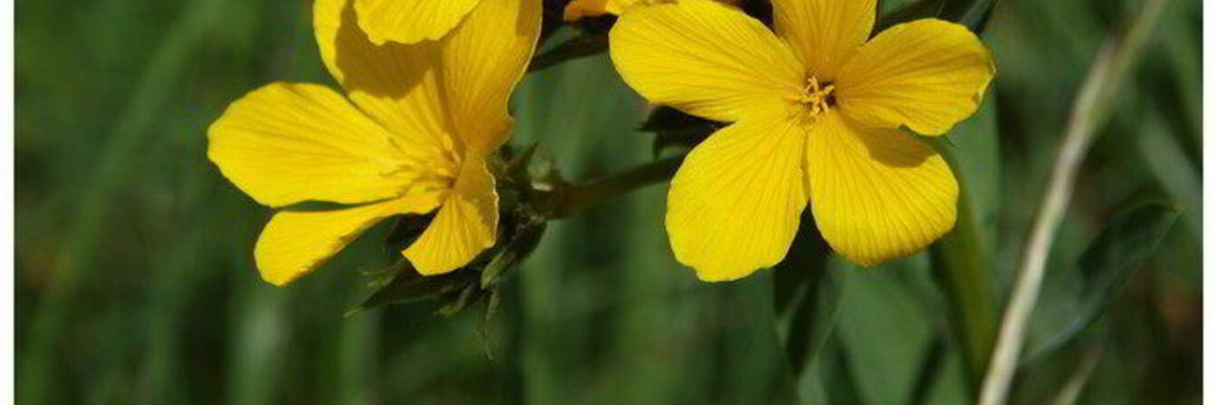 Шоколадные кексы с клубникой