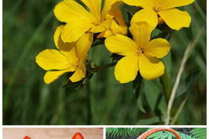 Шоколадные кексы с клубникой