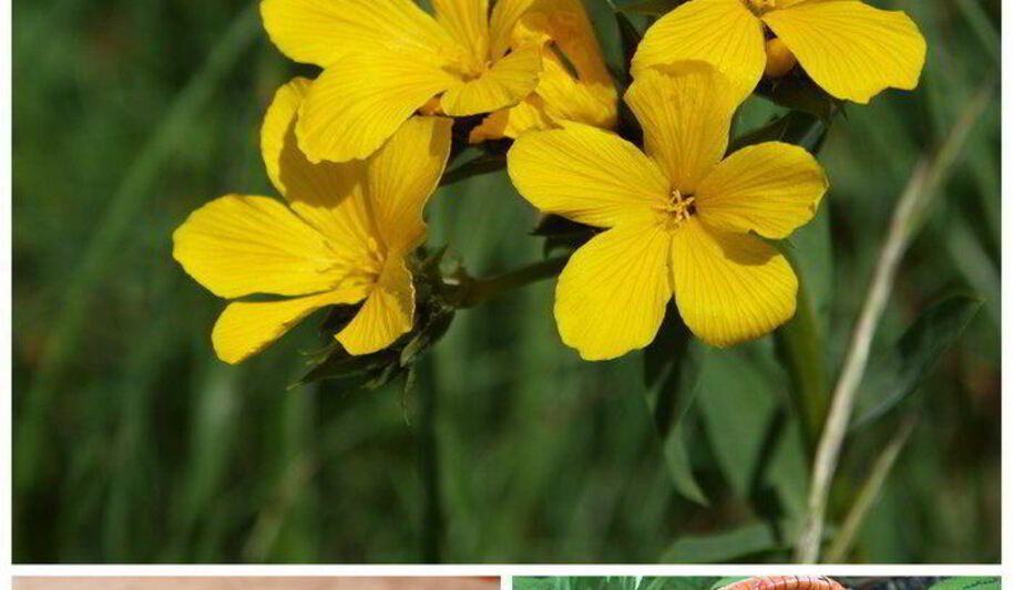 Рецепт шоколадных кексов с клубникой