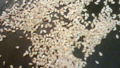 хлебные палочки с кунжутом