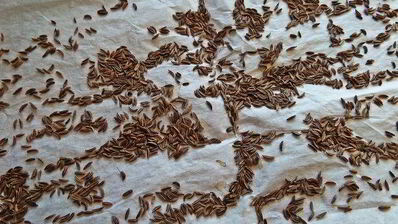 сырно-тминное печенье