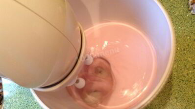 торт надин nadin