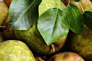 Груши на зиму без стерилизации