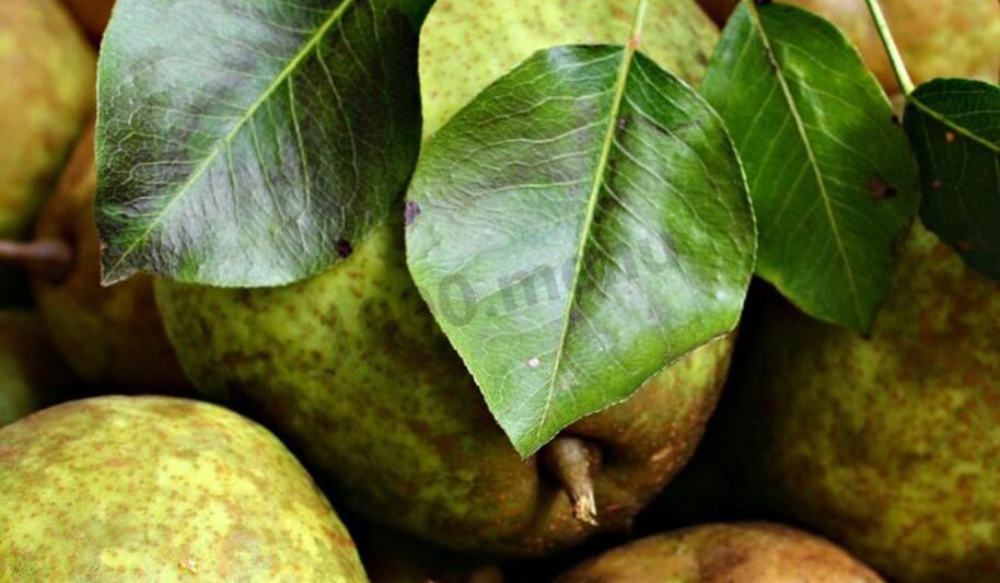 Рецепт груш на зиму без стерилизации