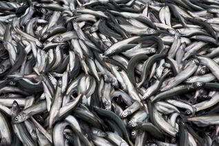 Мойва на зиму