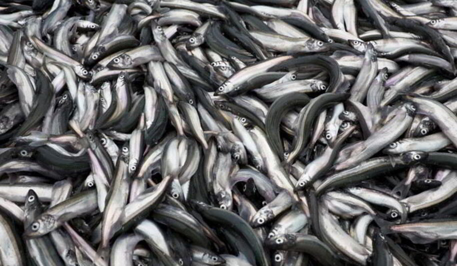 Рецепт мойвы на зиму