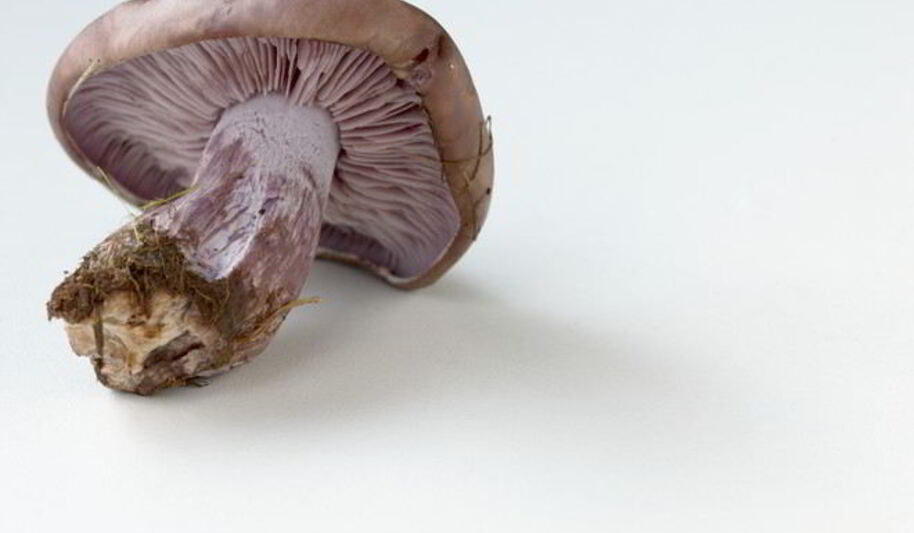 Рецепт отварных грибов рядовки фиолетовые