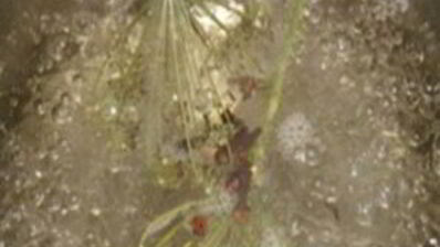 помидоры без уксуса на зиму