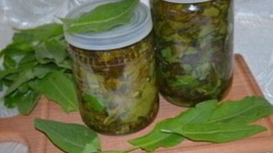 щавель на зиму