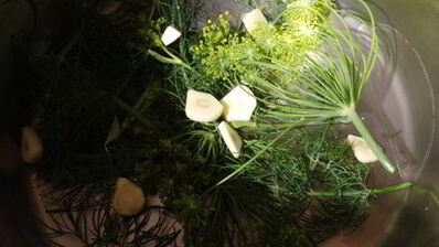 хрустящие малосольные огурчики