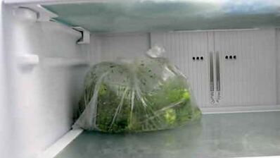 малосольные огурчики без рассола