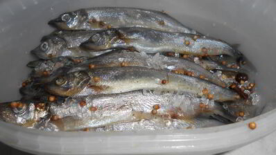 соленая мойва по-домашнему