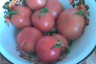 Соленые бурые помидоры