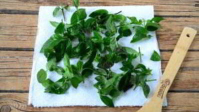 заготовка мяты на зиму