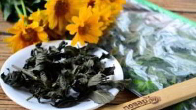 заготовка мяты на зиму