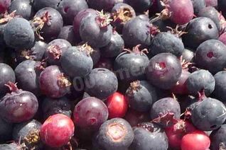 Заготовки ирга на зиму