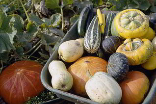 Вкусная икра из патиссонов