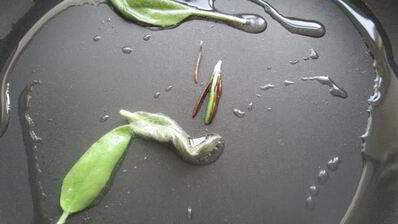 рулетики из свинины в ветчине с пармезаном