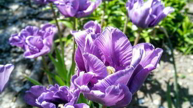 ревеневый тарт с ванильным пудингом и штройзелем