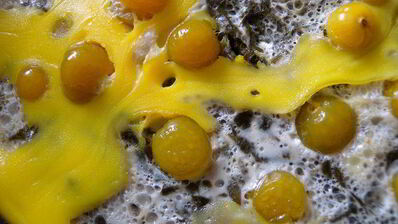 веселые яичницы